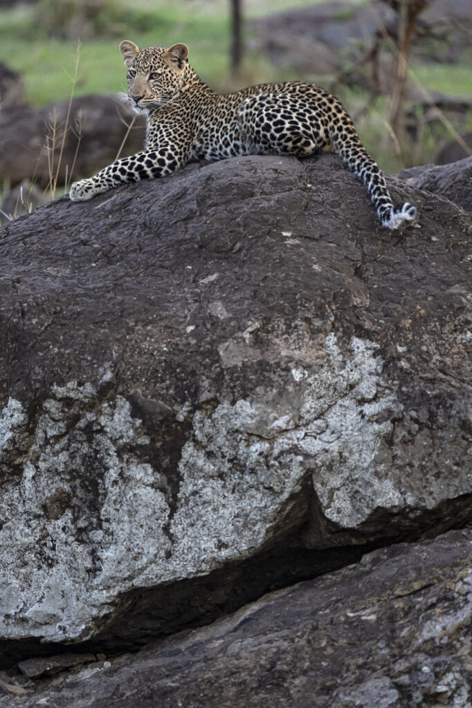 A leopard cub looks out from her perch on a rock in Kenya's Masai Mara