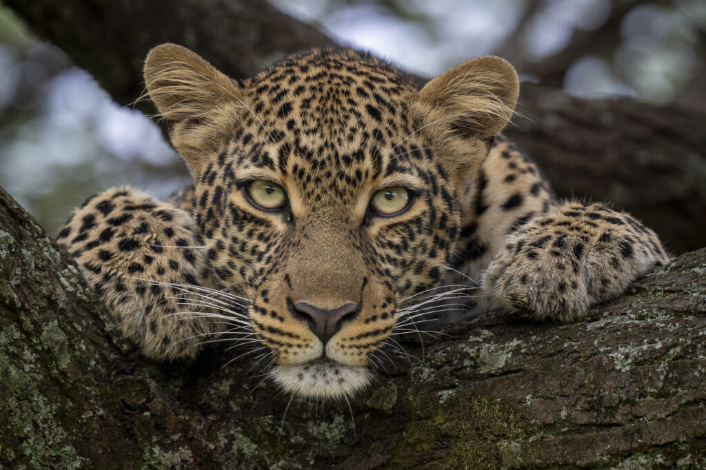 A leopard in a tree in Kenya's Masai Mara