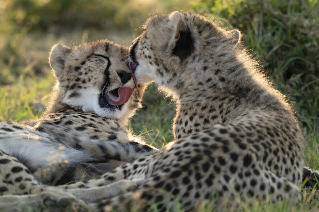 A mother cheetah grooming her cub in Kenya's Masai Mara