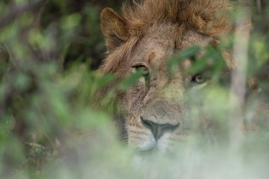 A male lion peeks out from it's hiding spot in Kenya's Masai Mara