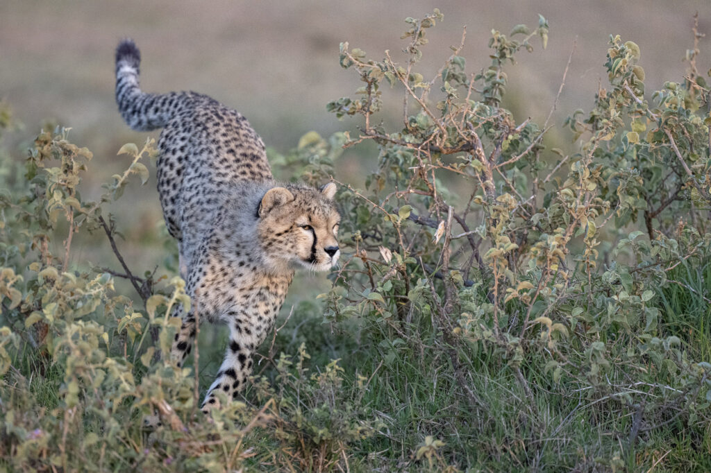A cheetah cub playing in Kenya's Masai Mara