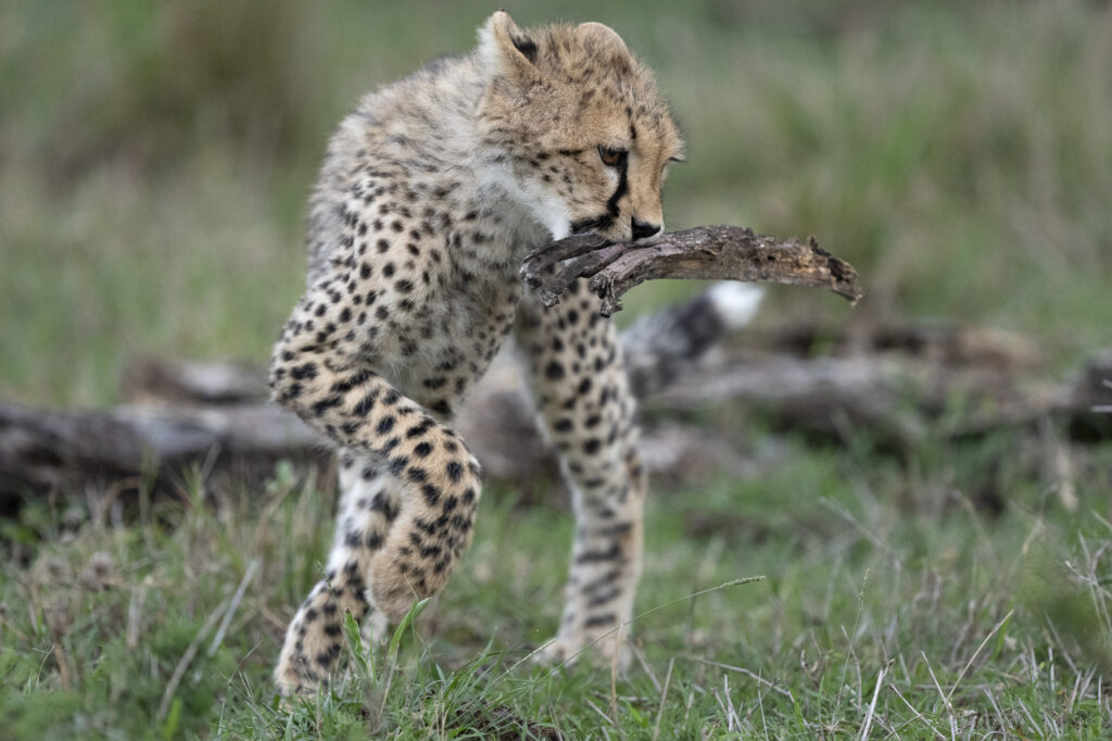 A cheetah cub playing with a stick in Kenya's Masai Mara