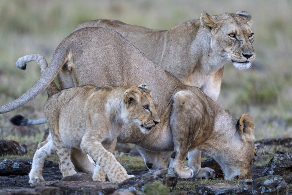 Two lionesses and a cub drinking from water pooled in a rock in Kenya's Masai Mara