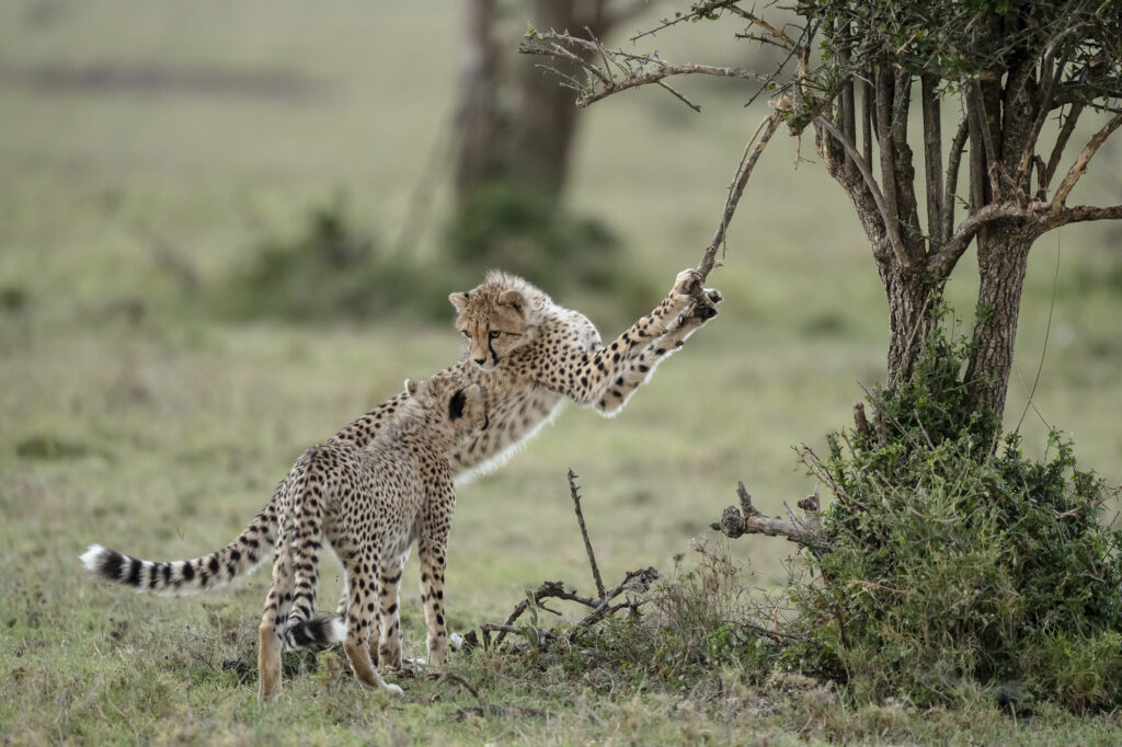 Two cheetah cubs playing with a tree branch in Kenya's Masai Mara