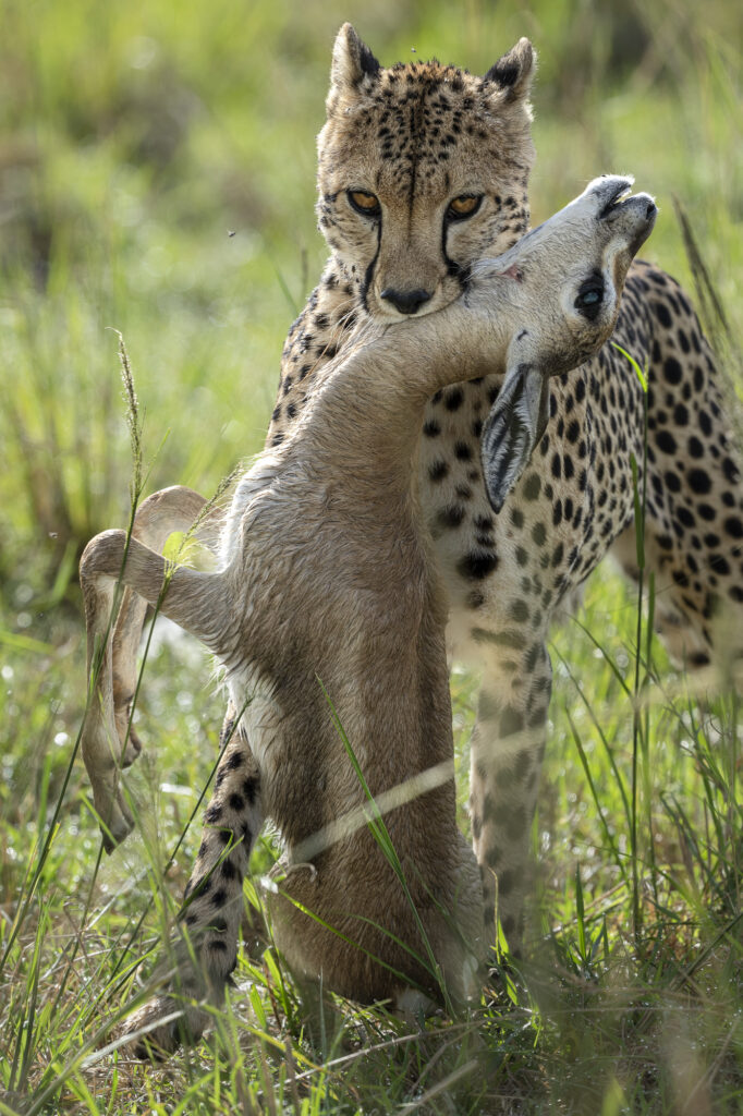 A young male cheetah with a recentl;y killed antelope in Kenya's Masai Mara
