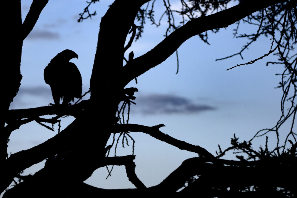 A tawney eagle perched in a tree at sunset in Kenya's Masai Mara