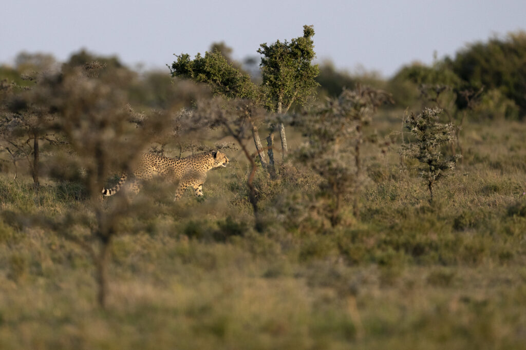 A cheetah walking among whistling thorns in Kenya's Masai Mara