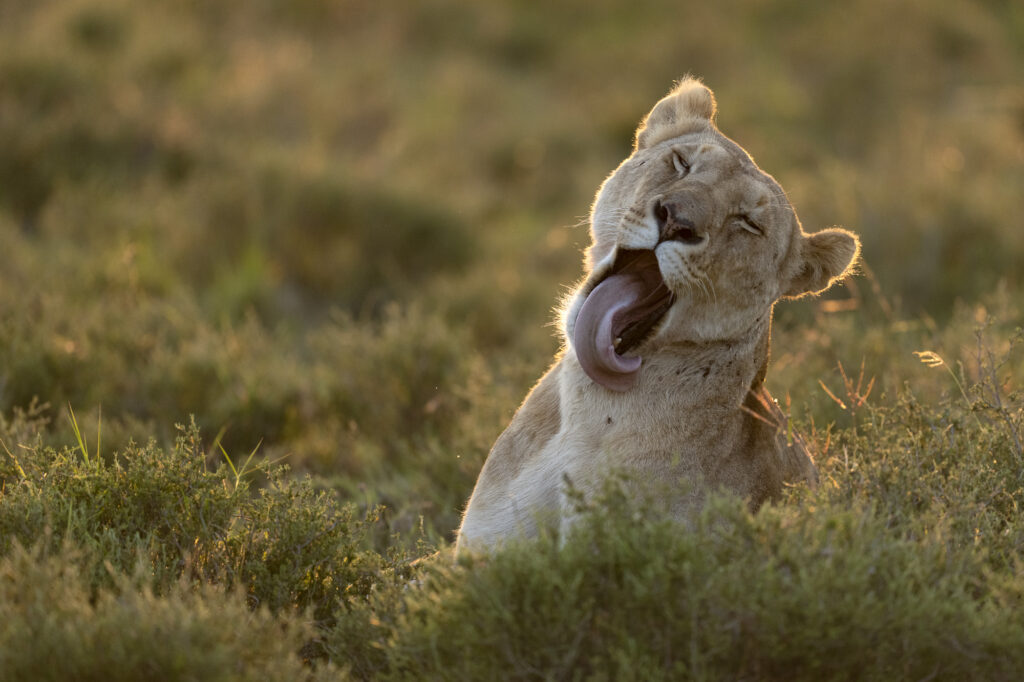 A lioness yawns in the early morning light in Kenya's Masai Mara