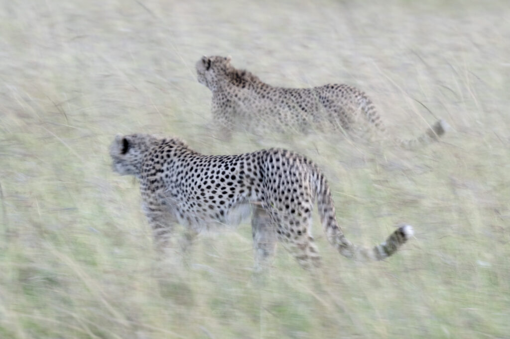 Two cheetahs walk in the long gtass in Kenya's Masai Mara