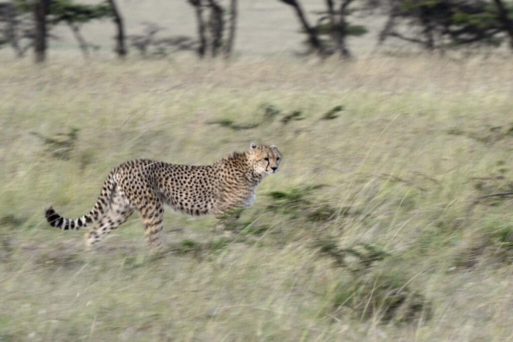 A lone cheetah walks through the long grass in Kenya's Masai Mara