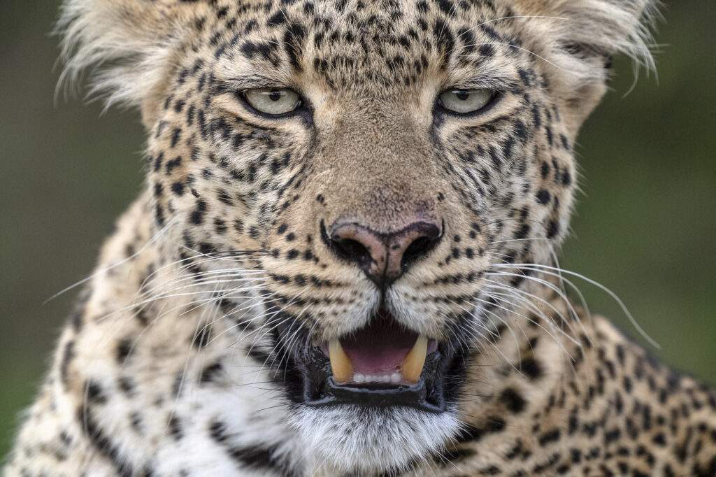 Tito the leopard in Kenya&rsquo;s Masai Mara