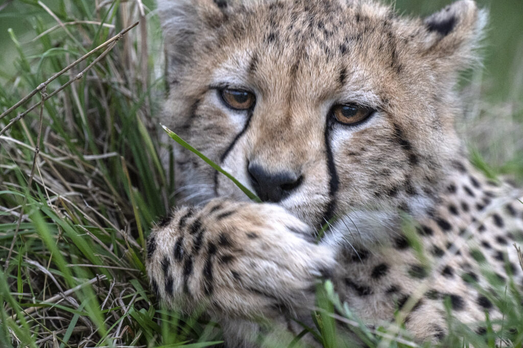 A cheetah cub in Kenya's Masai Mara