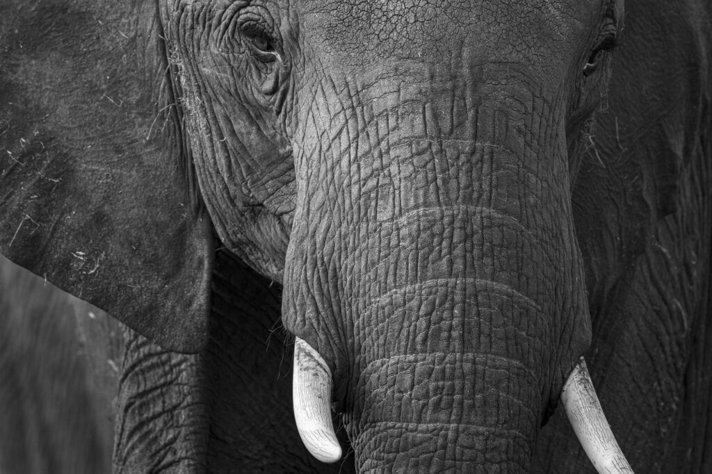 Up close with an elephant in Kenya's Masai Mara