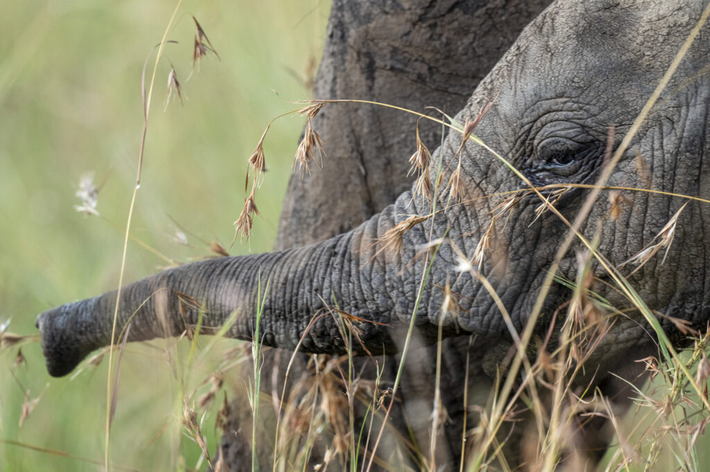 A baby elephant extends it's trunk while it walks through thr grass in in Kenya's Masai Mara