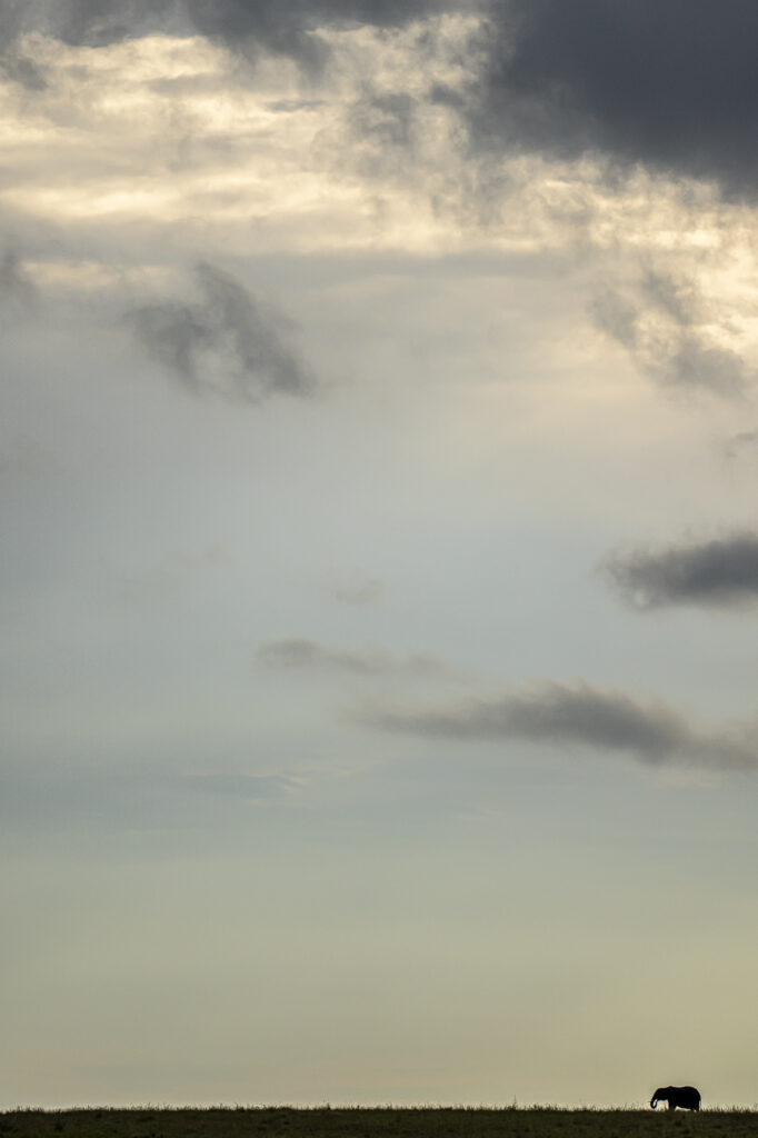 A lone elephant at sunset in Kenya's Masai Mara