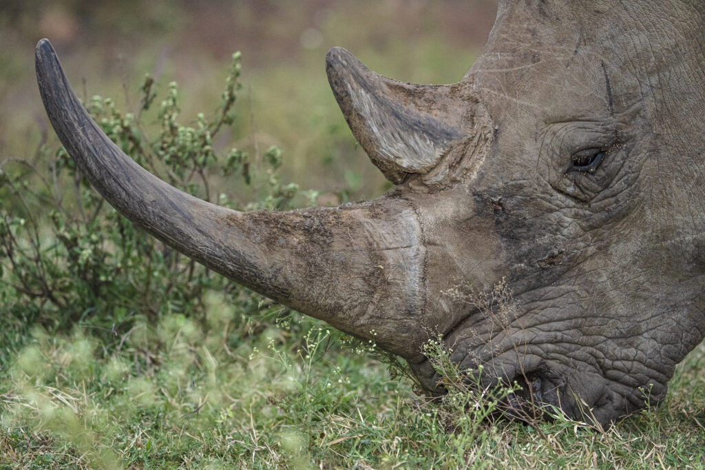 A white rhino grazes in Kenya's Masai Mara