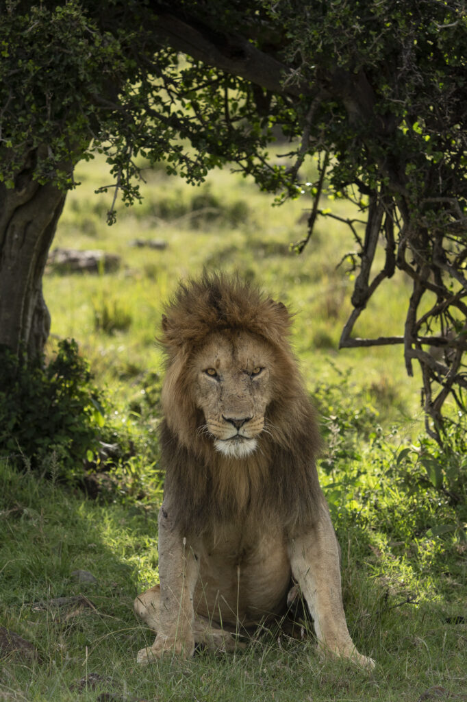 A male lion stands gaurd in Kenya's Masai Mara