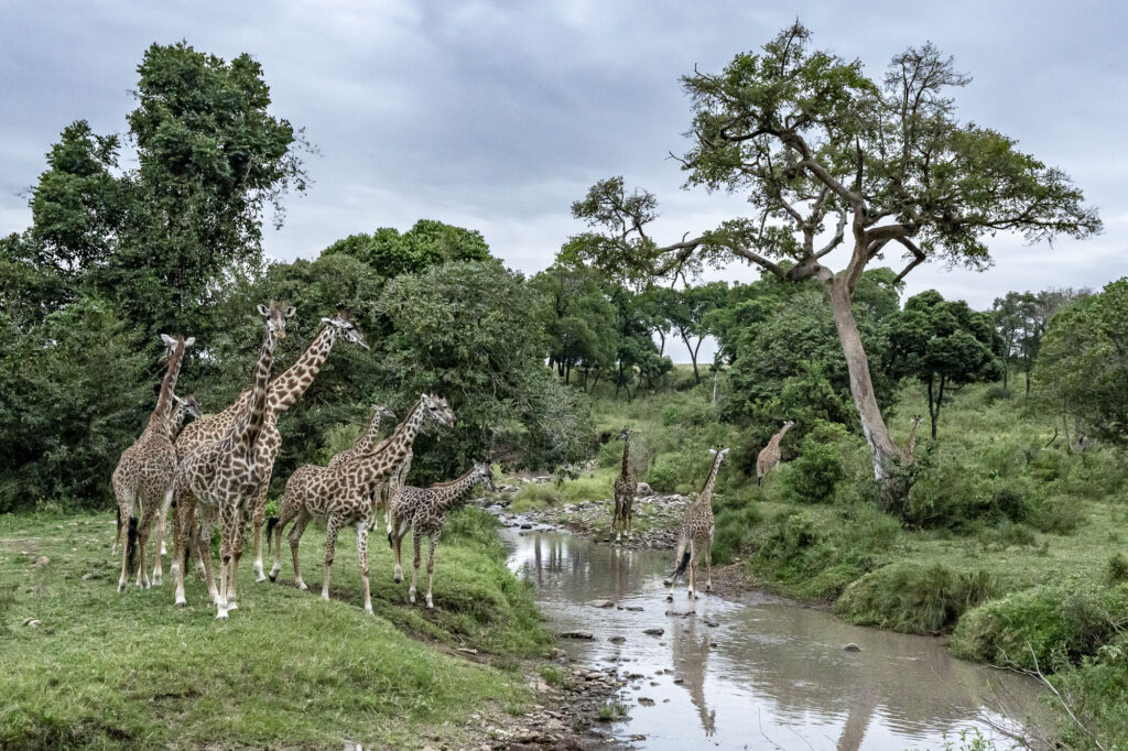Giraffes drinking in the late afternoon in Kenya's Masai Mara