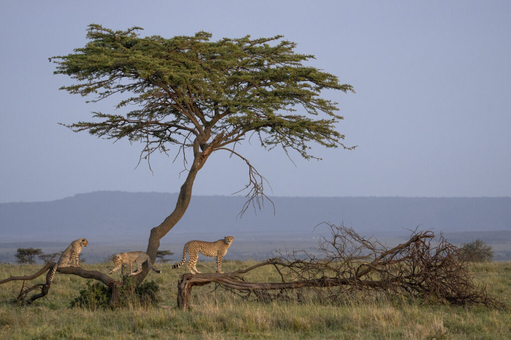 A cheetah family climbs a tree in Kenya's Masai Mara