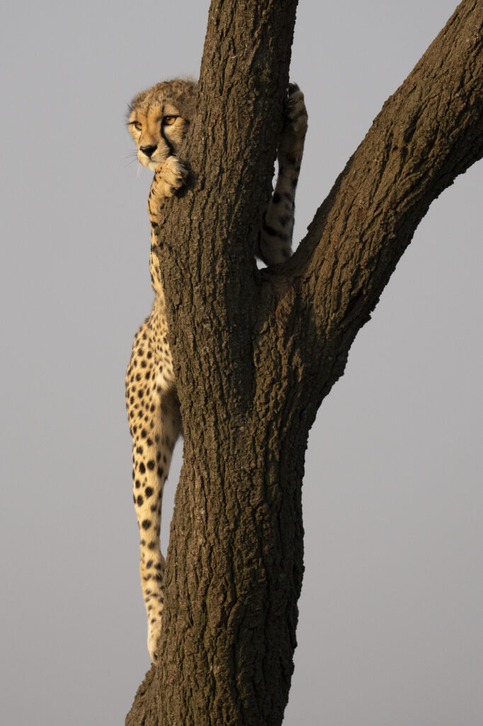A cheetah cub climbs a teee in Kenya's Masai Mara
