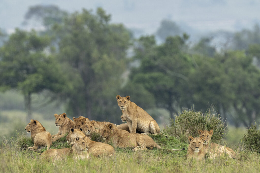 The "Paradise" pride of lions in Kenya's Masai Mara
