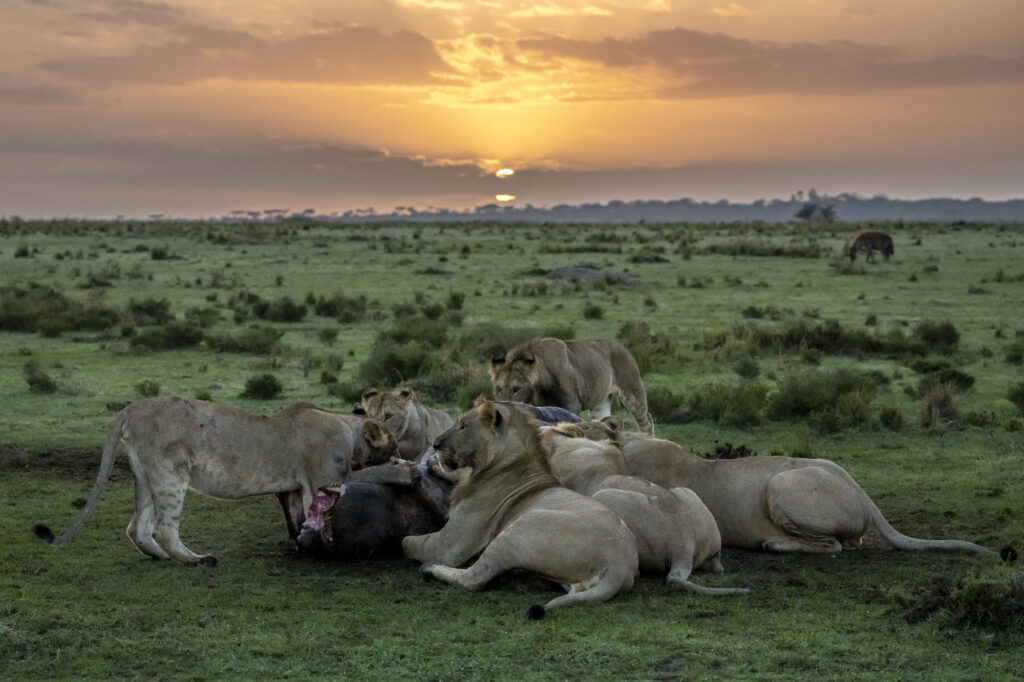 The "Moniko" lion pride feast on a dead hippo in Kenya's Masai Mara