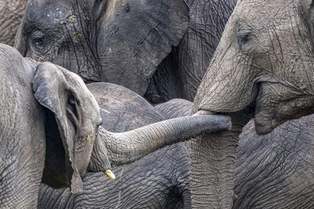 A family of elephants in Kenya's Masai Mara