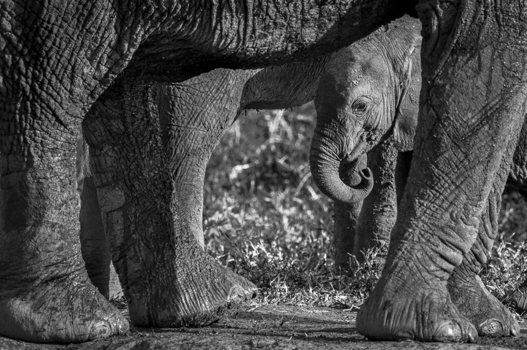 A baby elephant looks out from between it's mothers legs in Kenya's Masai Mara