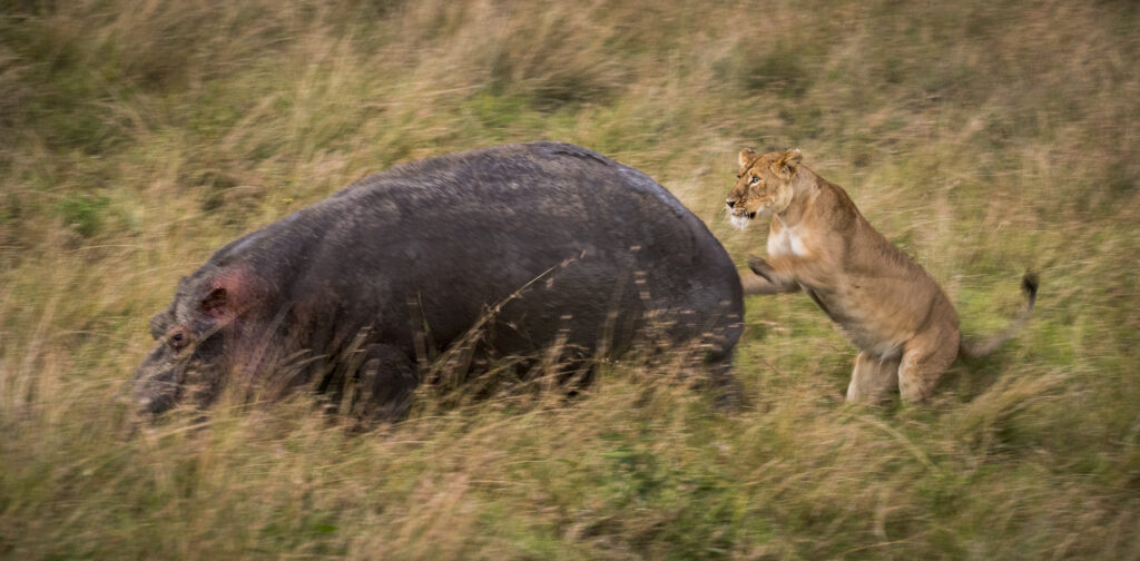 A very optimistic lion attacks a hippo in Kenya's Masai Mara