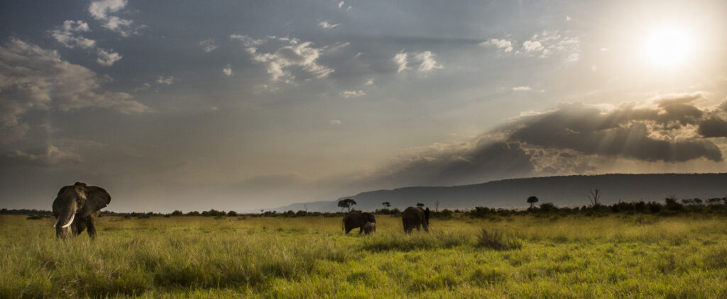 Elephants grazing in Kenya's Masai Mara