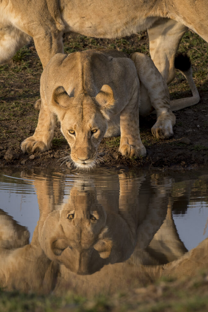 A lion drinks in Kenya's Masai Mara