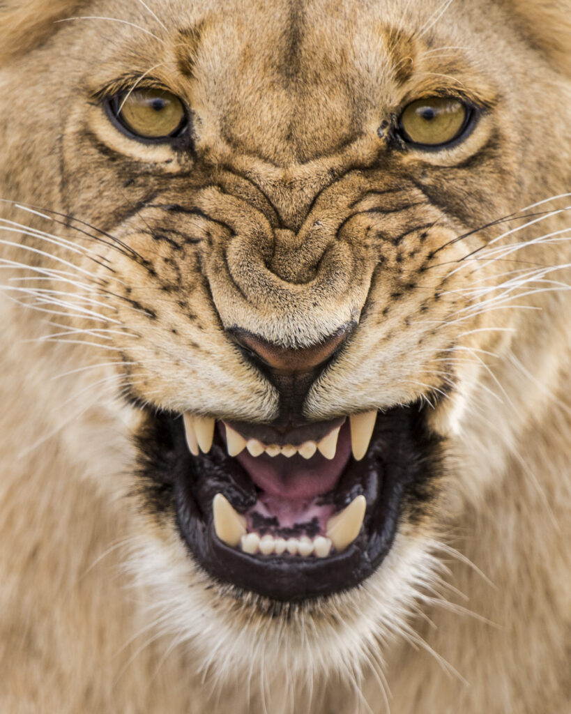 A lion cub snarls in Kenya's Masai Mara