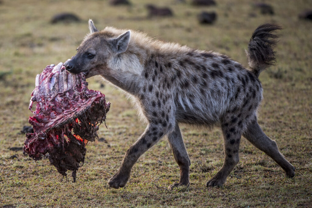 A spotted hyena runs off with ribs it stile from a lion kill in Kenya's Masai Mara