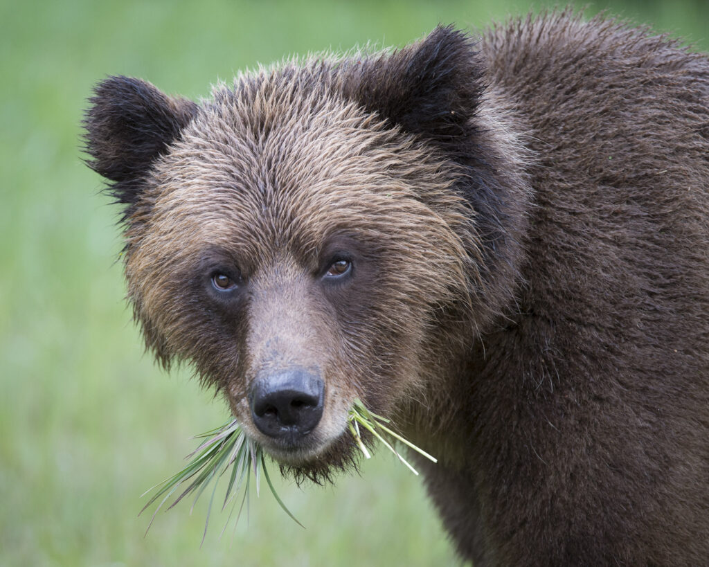 A grizzly bear in the  Khutzeymateen Inlet in British Columbia