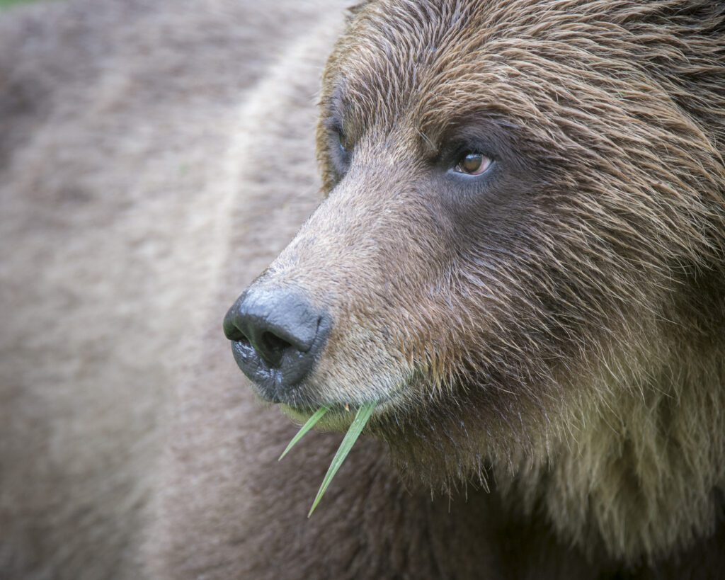 A grizzly bear in the  Khutzeymateen Inlet in British Columbia