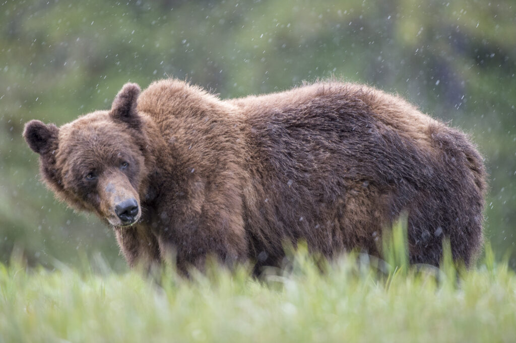 A grizzly bear in the  Khutzeymateen Inlet in British Columbia