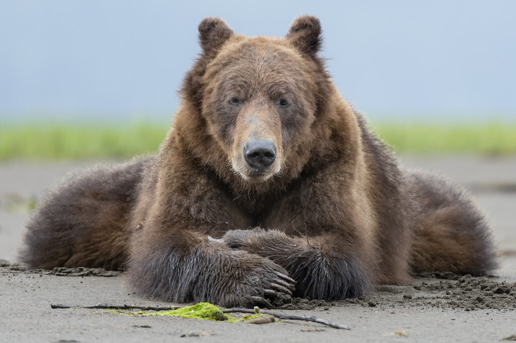 A grizzly bear in the  Khutzeymateen Inlet in British Columbia