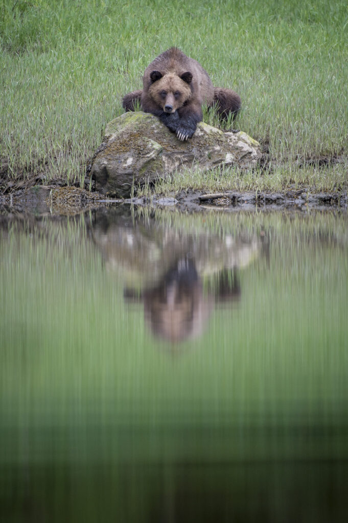 A grizzly bear in the  Khutzeymateen Inlet in British Columbia