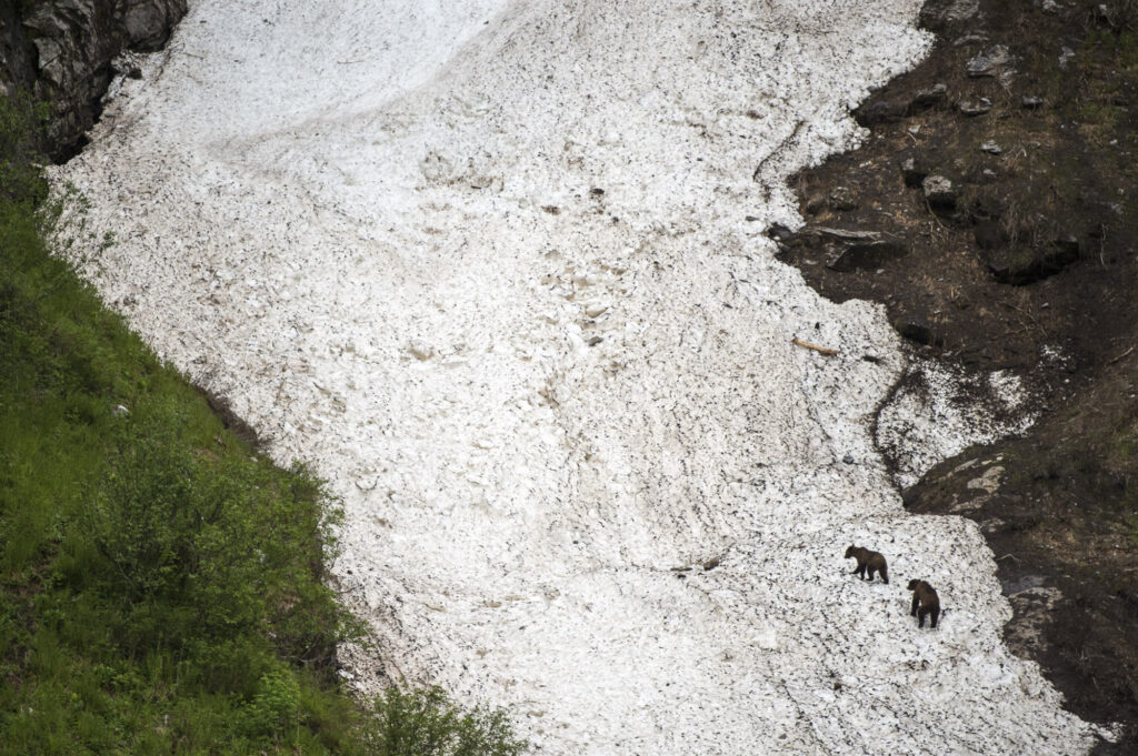 Two grizzly bears climb a glacier in the  Khutzeymateen Inlet in British Columbia