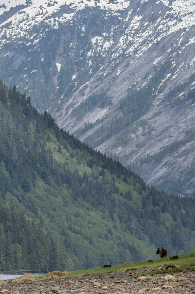 A grizzly bear in the  Khutzeymateen Inlet in British Columbia