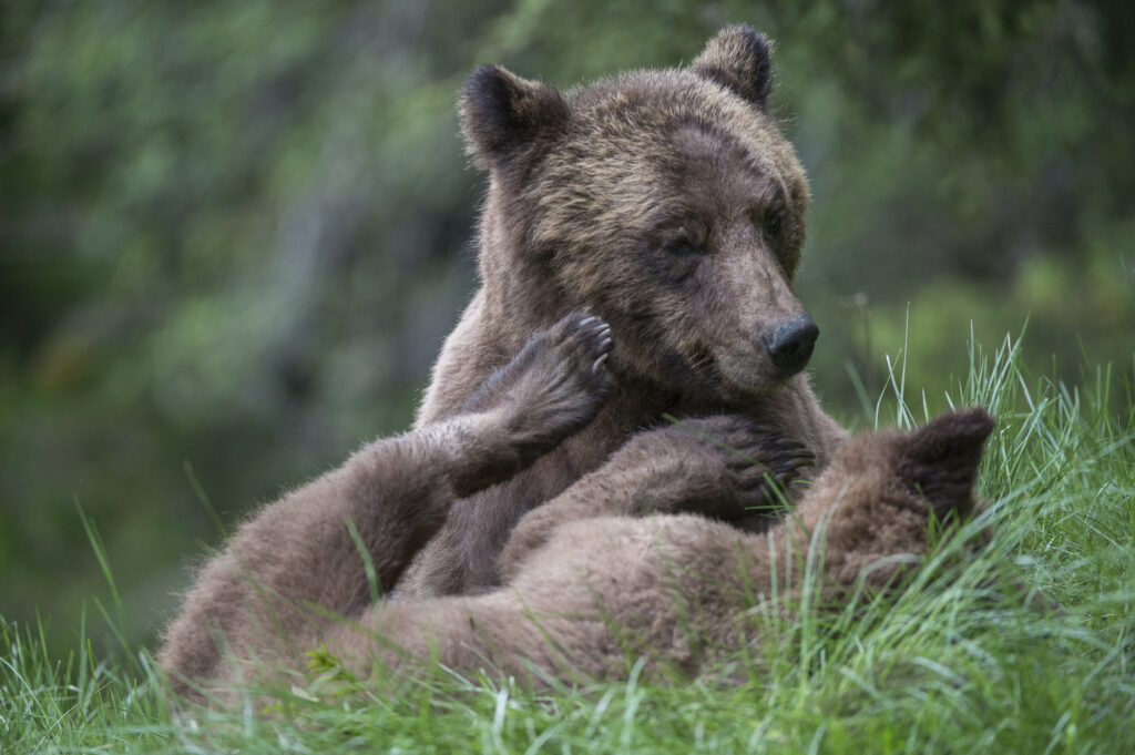 A female grizzly bear plays with her cub in the  Khutzeymateen Inlet in British Columbia