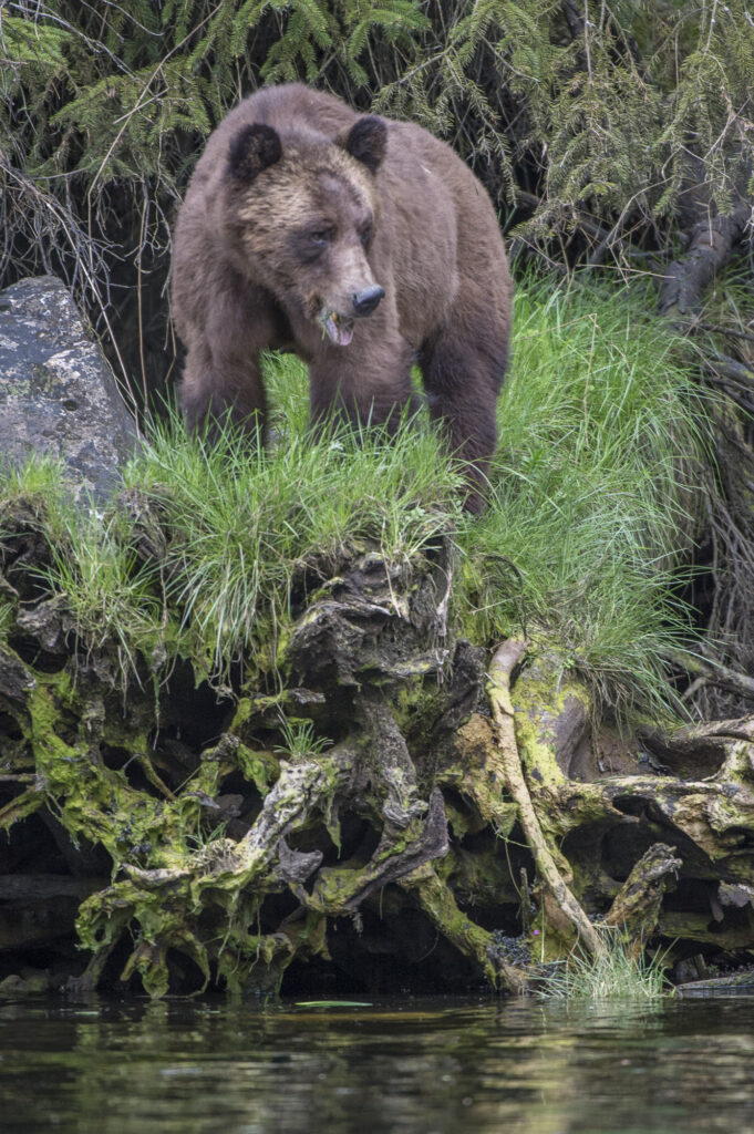 A grizzly bear in the  Khutzeymateen Inlet in British Columbia