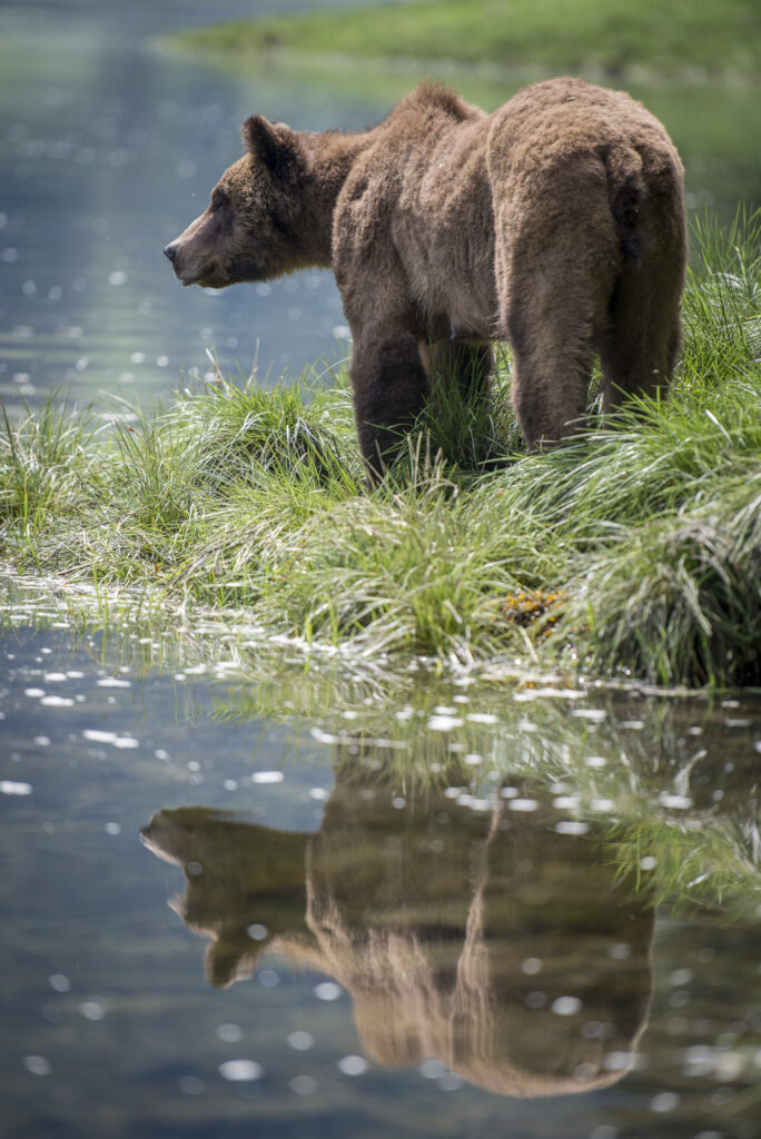 A grizzly bear in the  Khutzeymateen Inlet in British Columbia