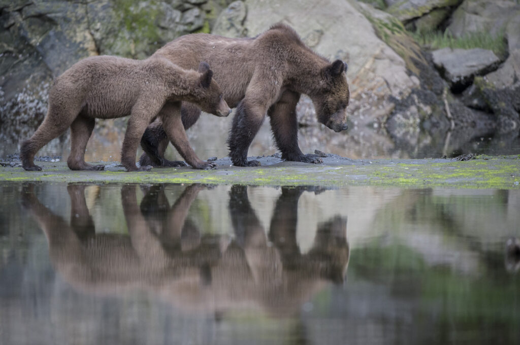 A female grizzly bear walks with her cub in the  Khutzeymateen Inlet in British Columbia