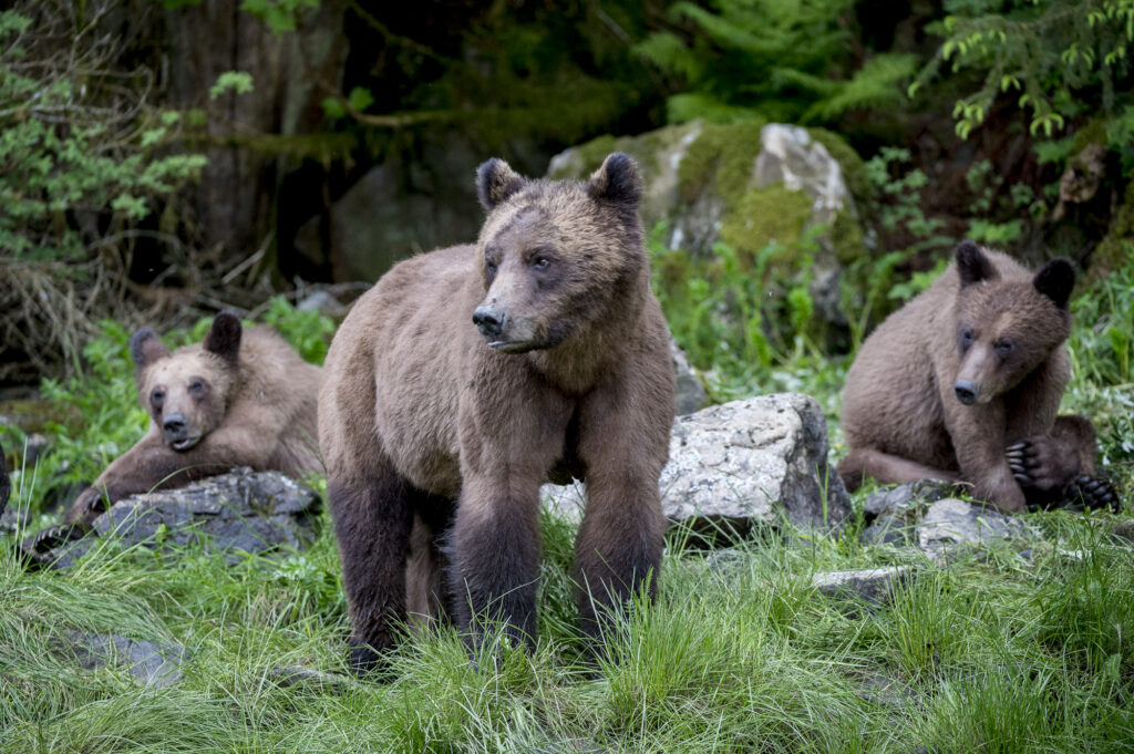 A female grizzly bear and her two cubs in the Khutzeymateen Inlet in British Columbia