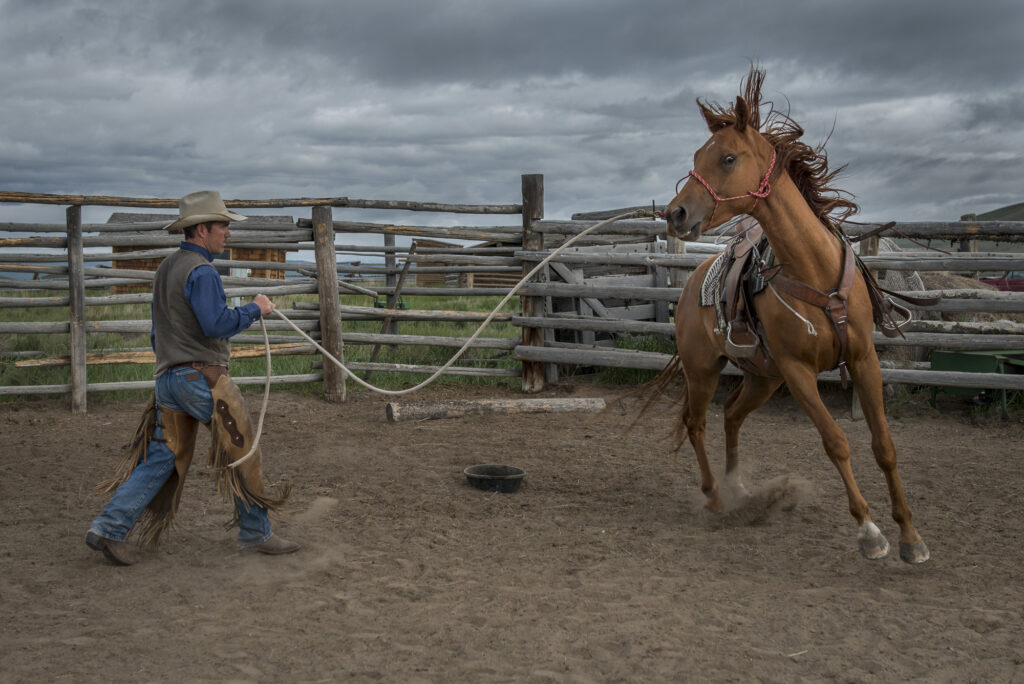 A cowboy works with an unbroken horse in a stockyard.