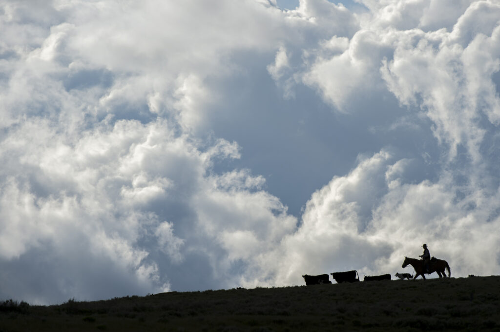 A cowboy and his dog heard cattle under a cloudy sky