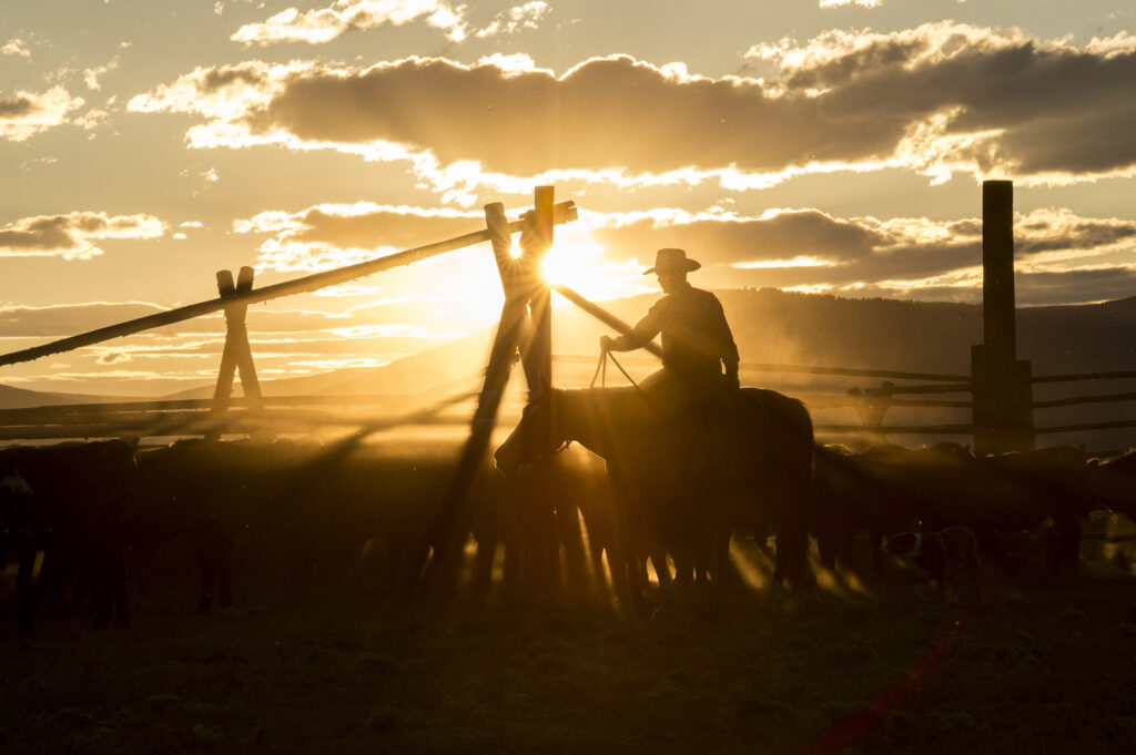 A cowboy rides into the stockyard after a long day in Montana