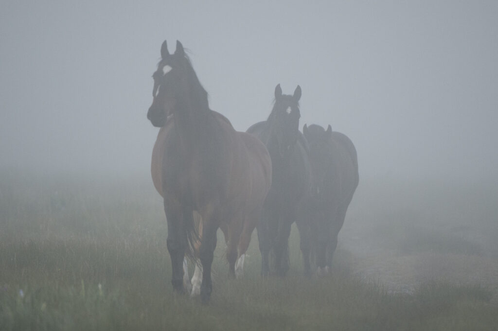 Horses in the early morning fog in Montana