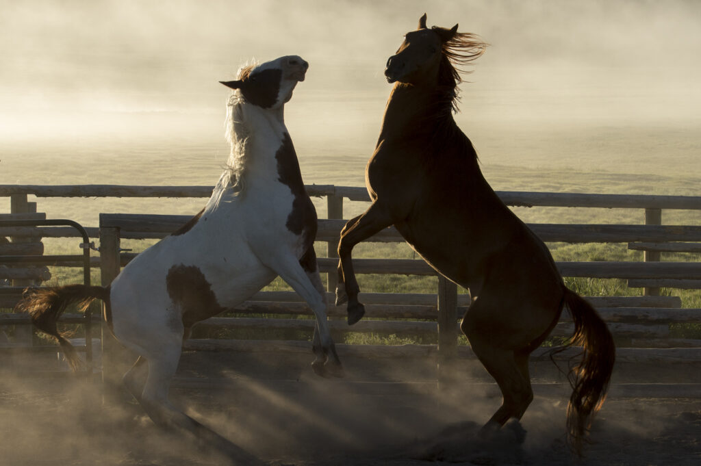 Two horses play in a stockyard in Montana